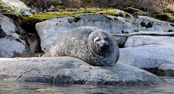 Saimaa ringed seal